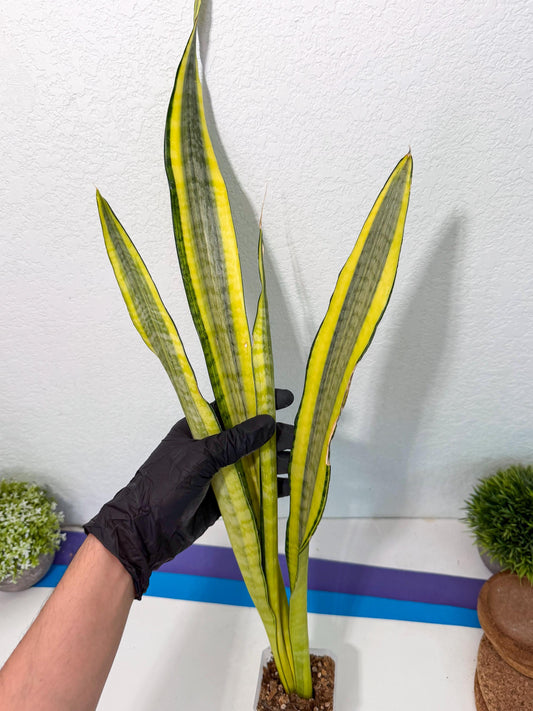 Sansevieria Craigii Mutation (10) | Rare Hybrid Snake plant