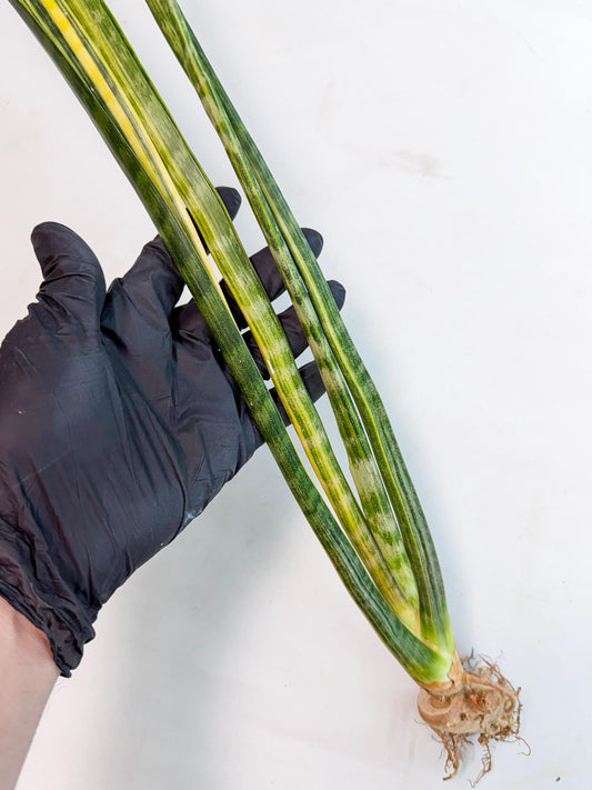 Sansevieria Parva Var (4) | Rare Hybrid Snake plant