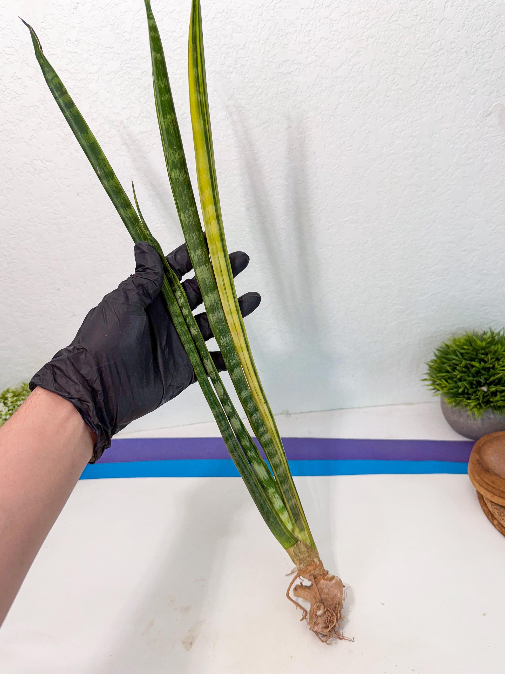 Sansevieria Parva Var (4) | Rare Hybrid Snake plant