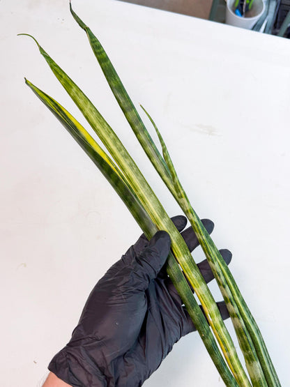 Sansevieria Parva Var (4) | Rare Hybrid Snake plant