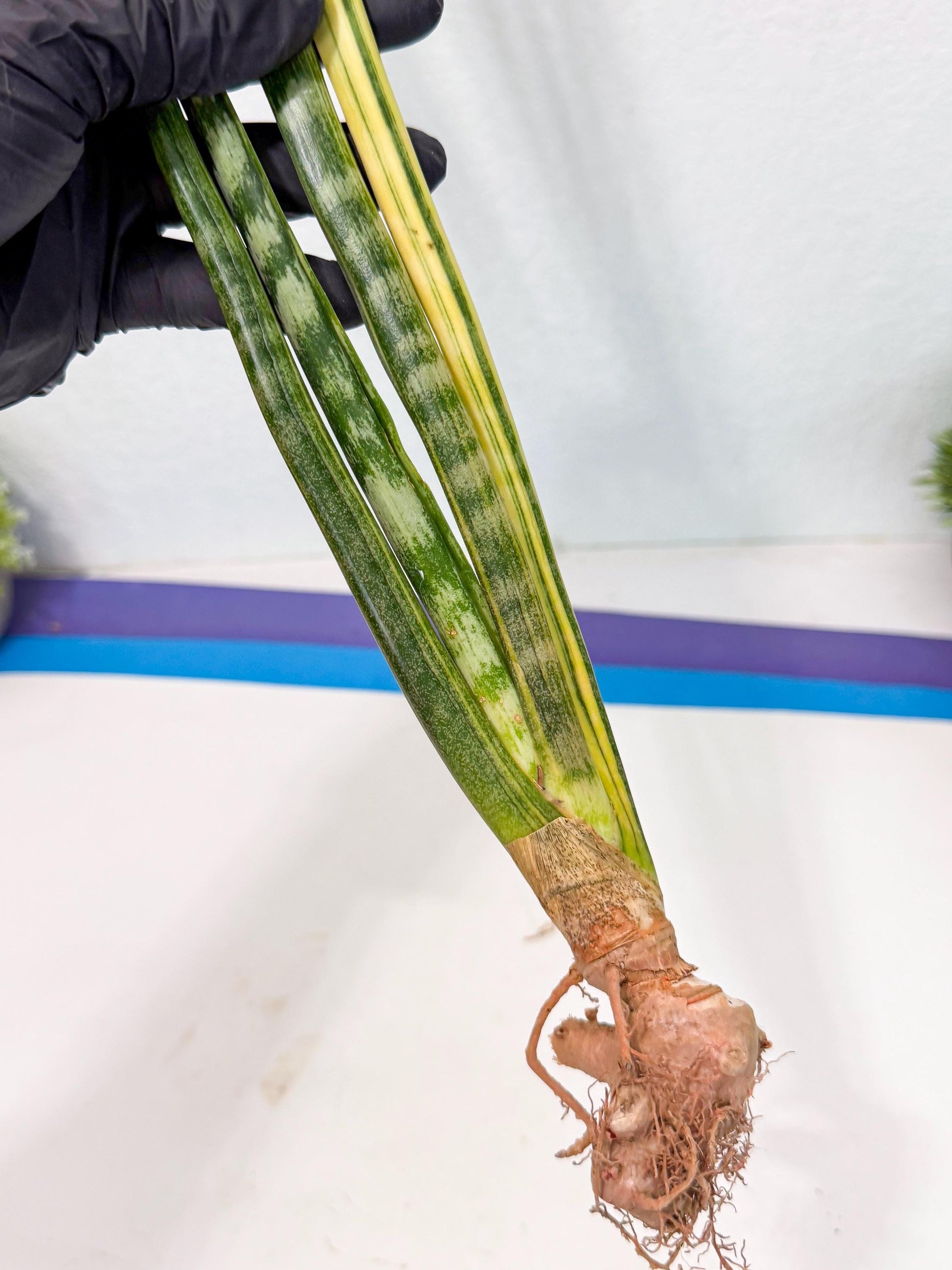 Sansevieria Parva Var (4) | Rare Hybrid Snake plant