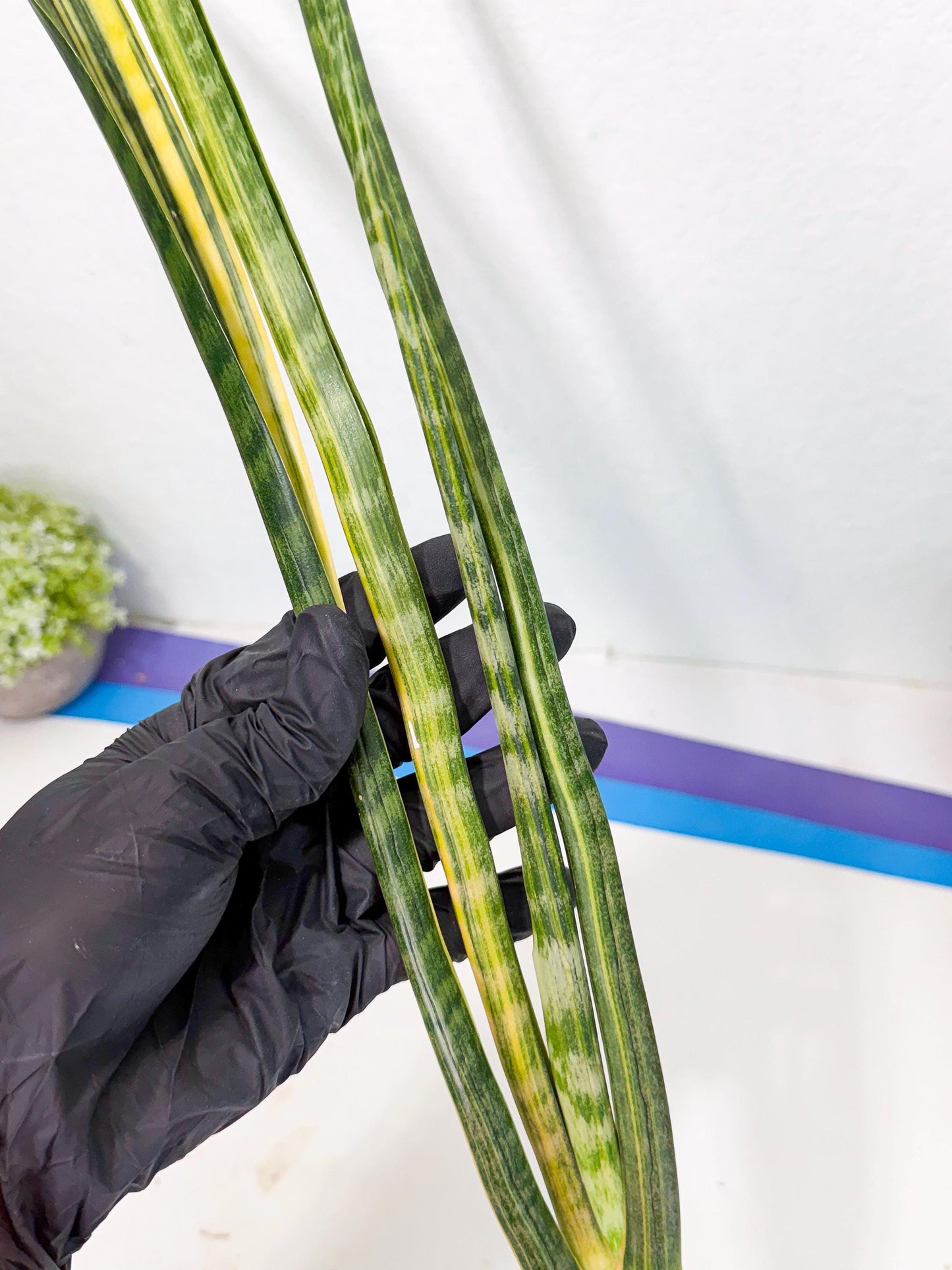 Sansevieria Parva Var (4) | Rare Hybrid Snake plant