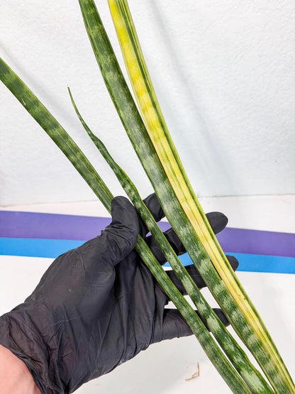 Sansevieria Parva Var (4) | Rare Hybrid Snake plant