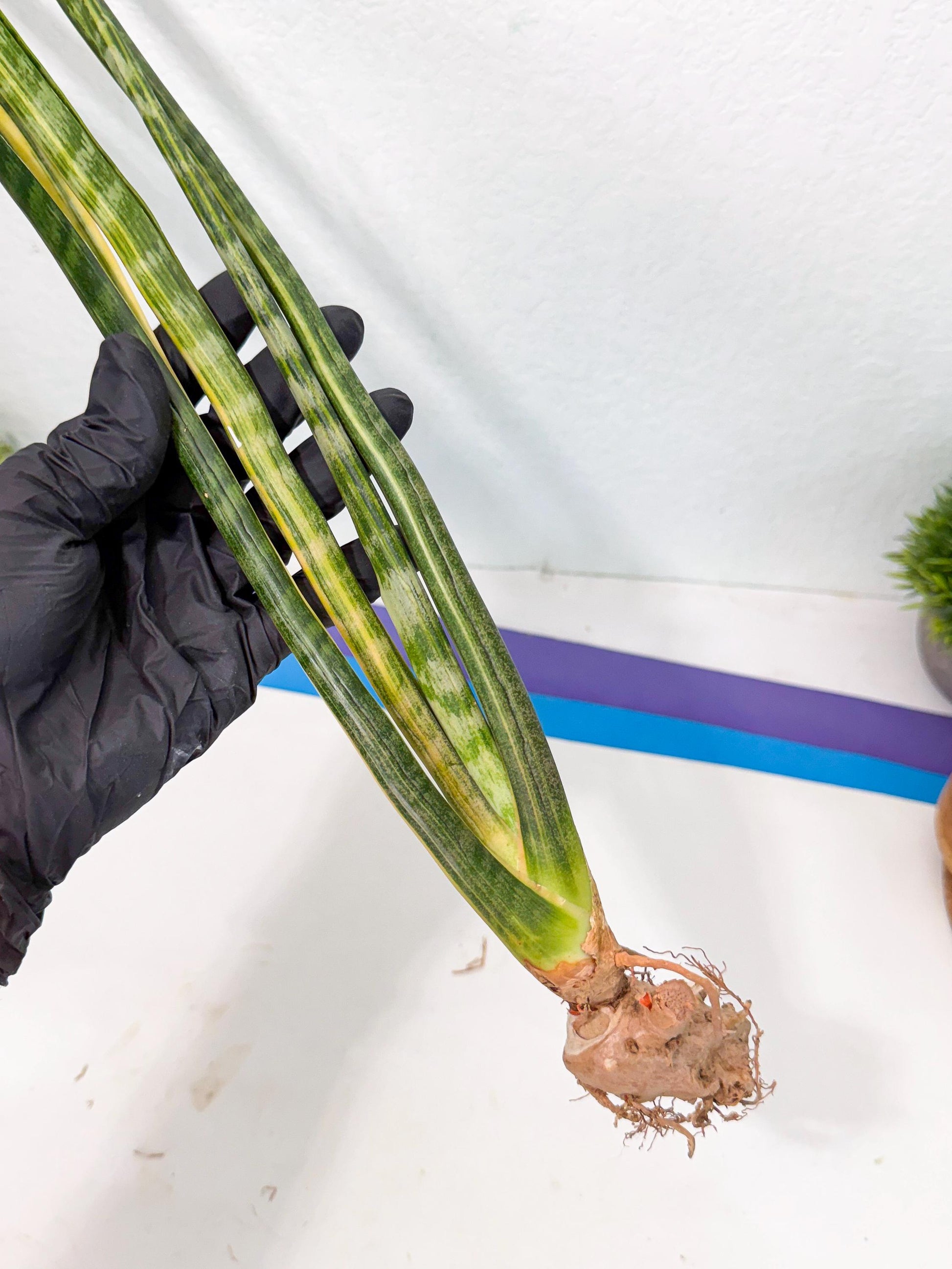 Sansevieria Parva Var (4) | Rare Hybrid Snake plant