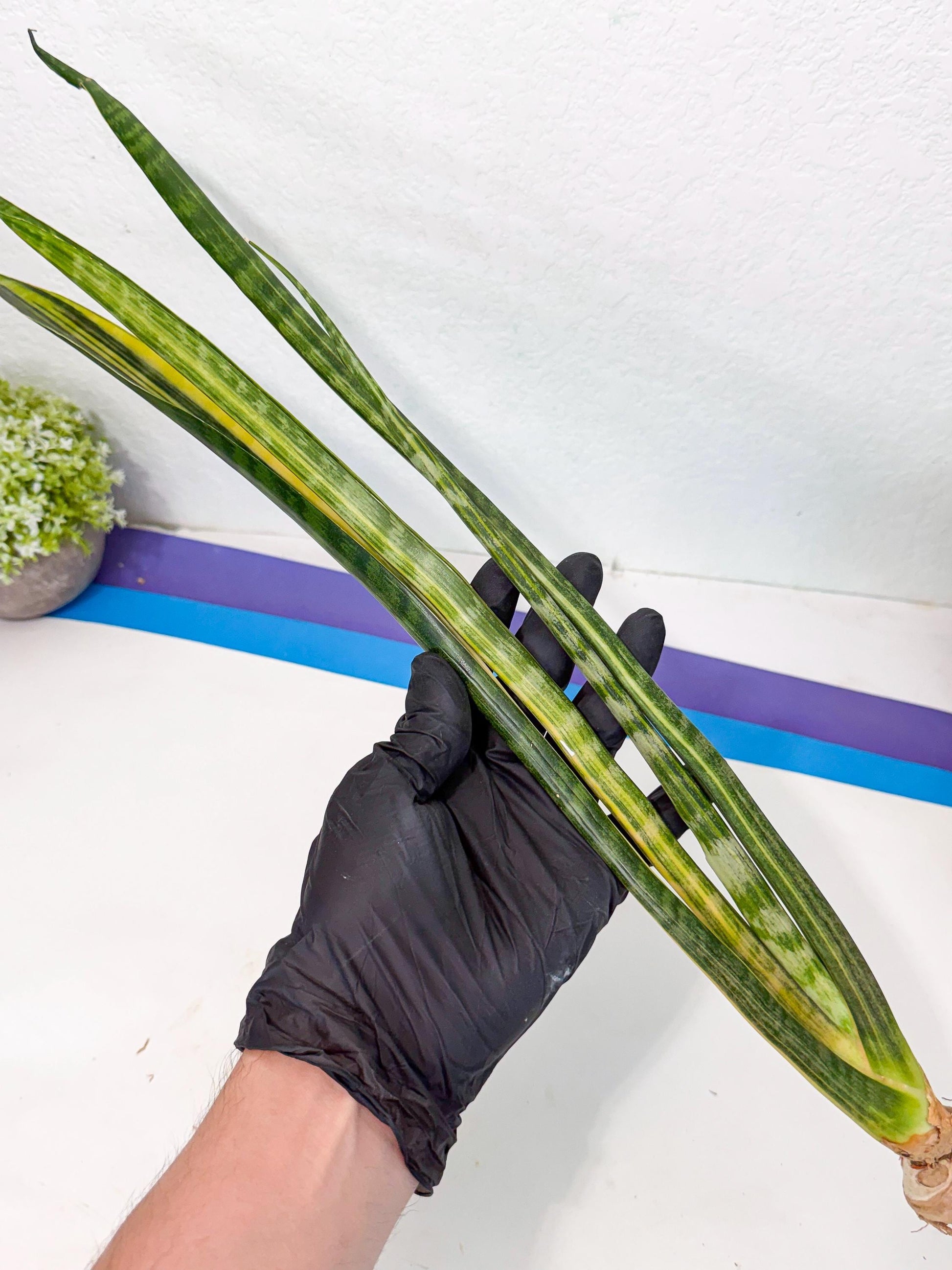 Sansevieria Parva Var (4) | Rare Hybrid Snake plant