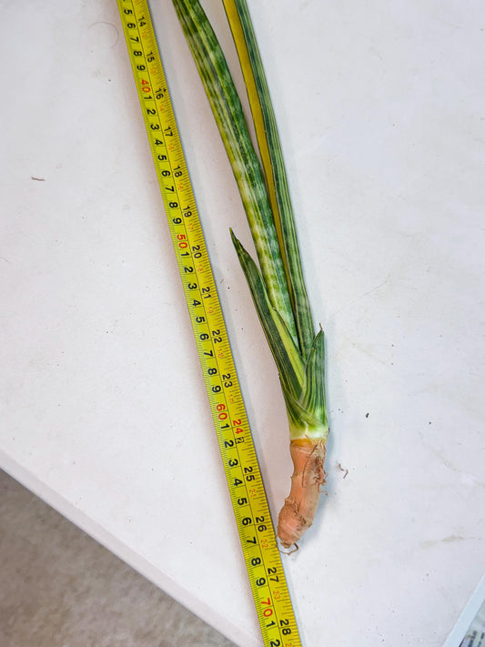 Sansevieria Parva Var (5) | Rare Hybrid Snake plant
