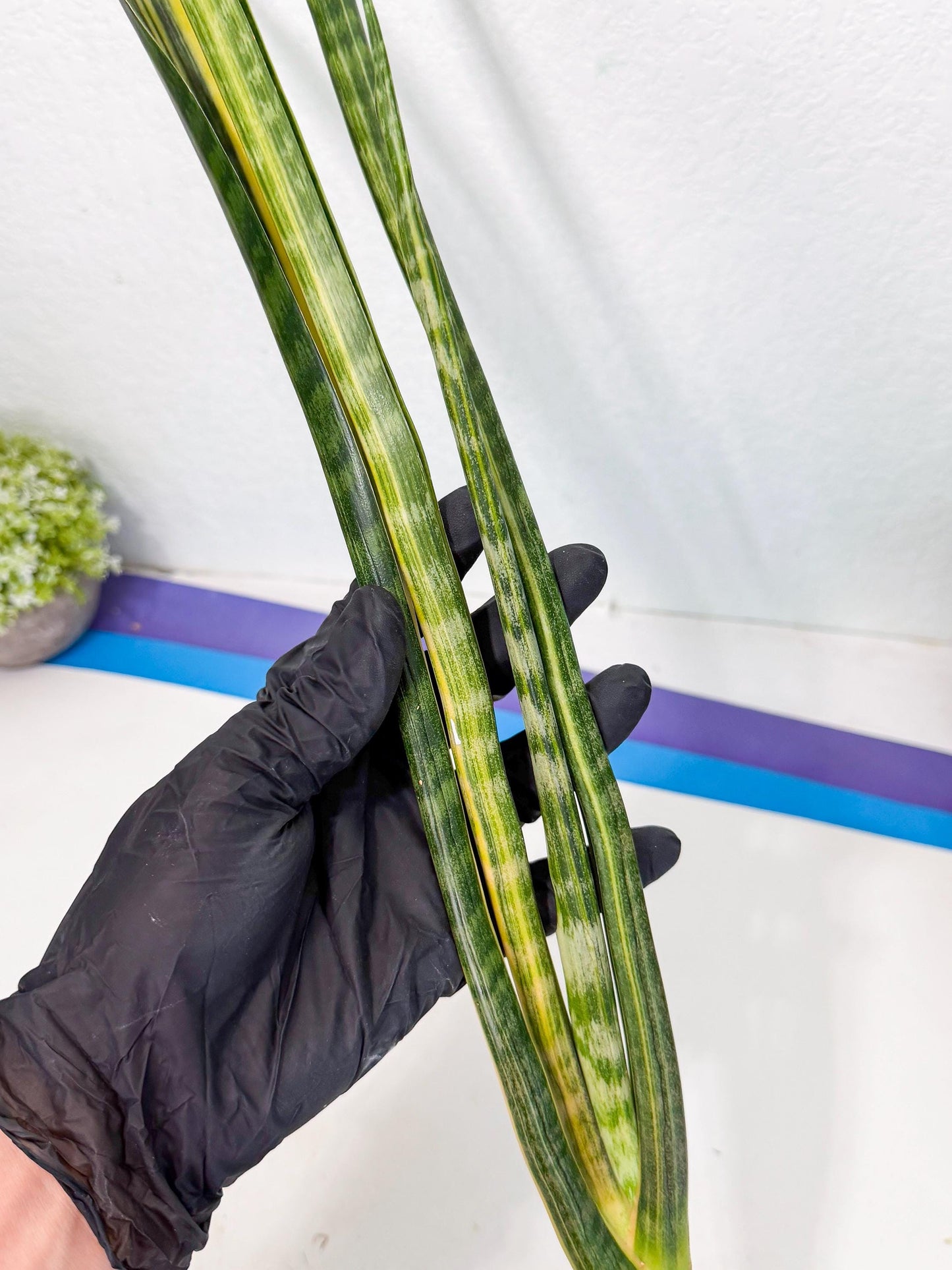 Sansevieria Parva Var (4) | Rare Hybrid Snake plant