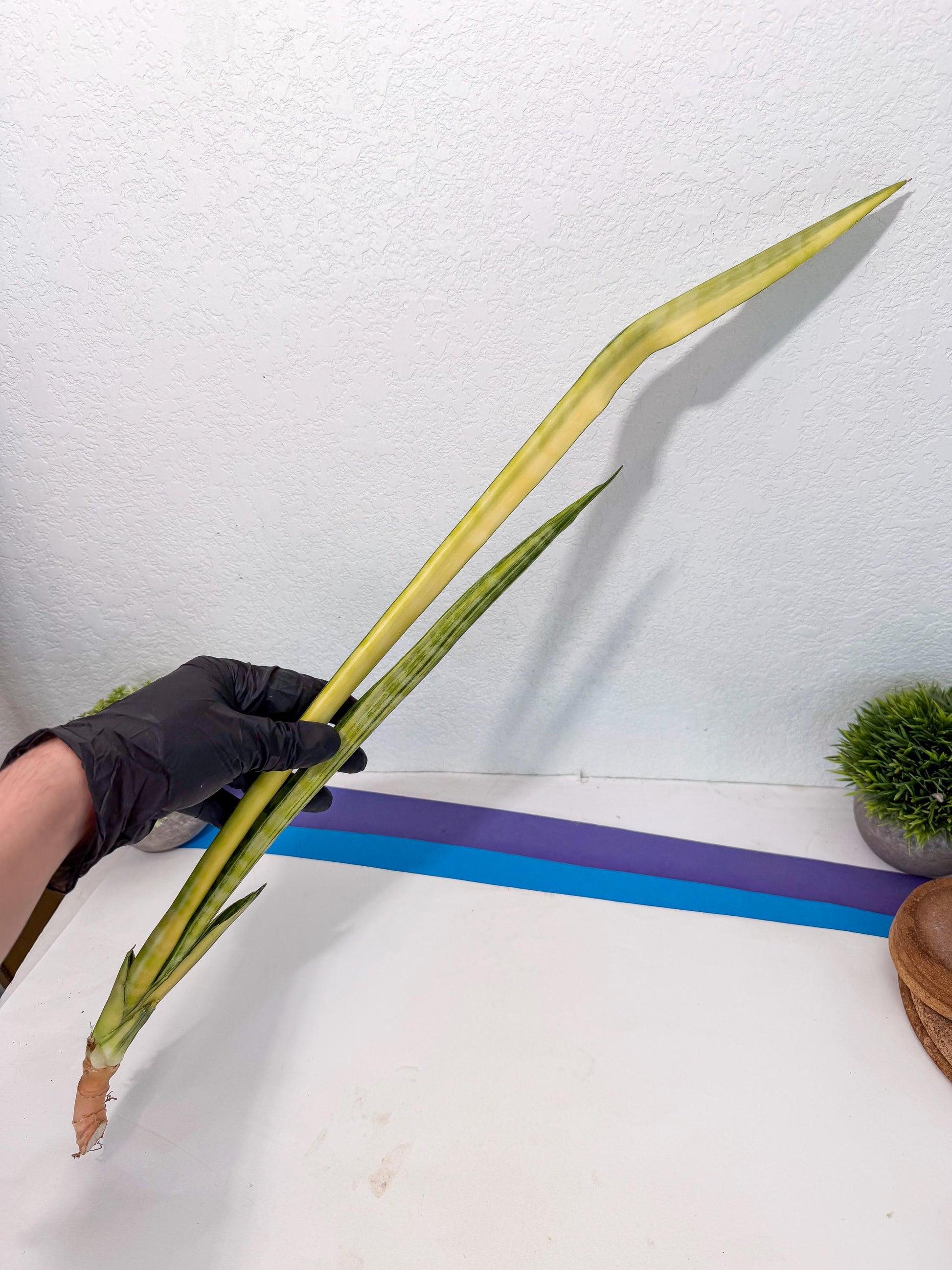 Sansevieria Parva Var (5) | Rare Hybrid Snake plant