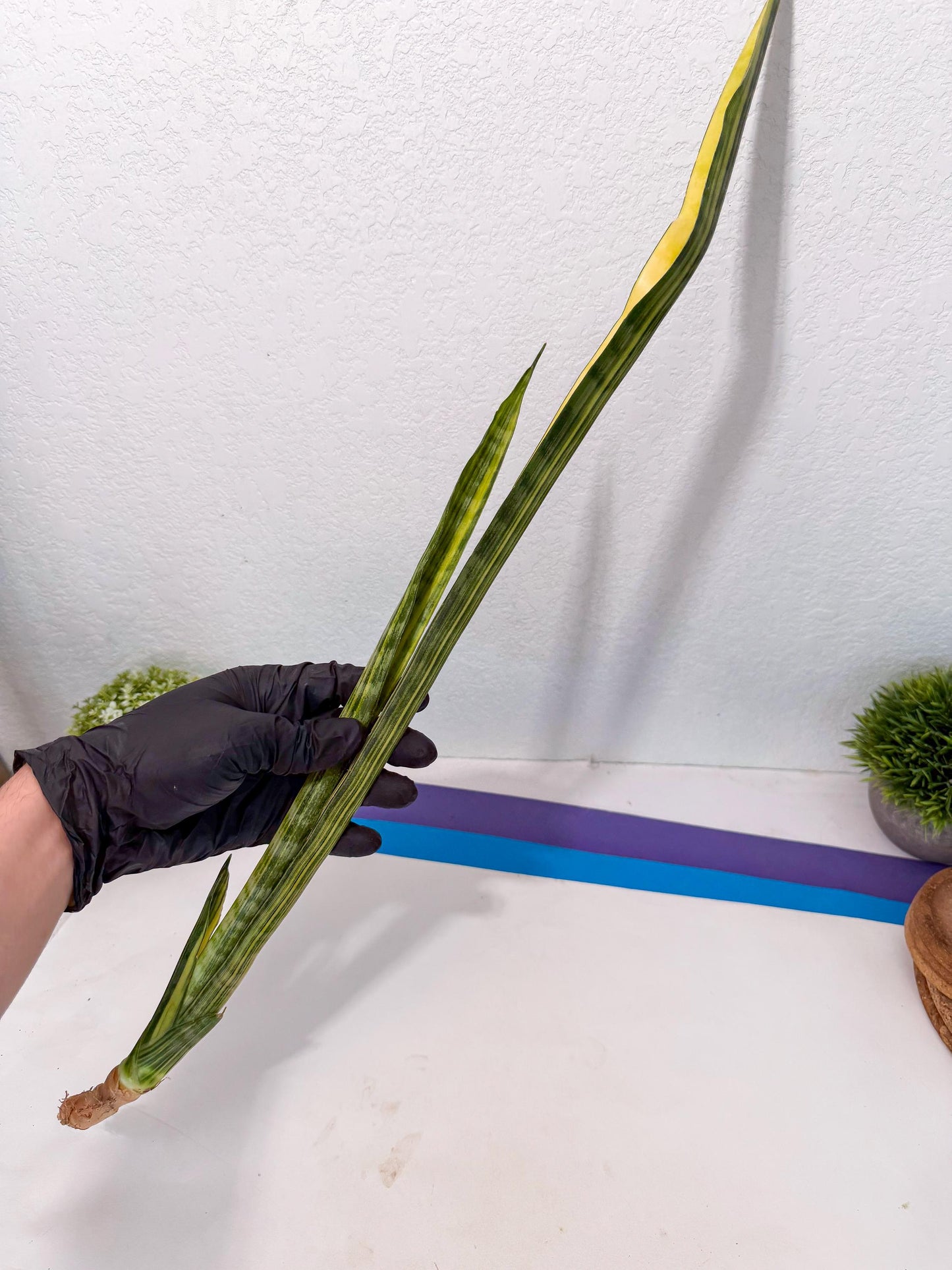 Sansevieria Parva Var (5) | Rare Hybrid Snake plant