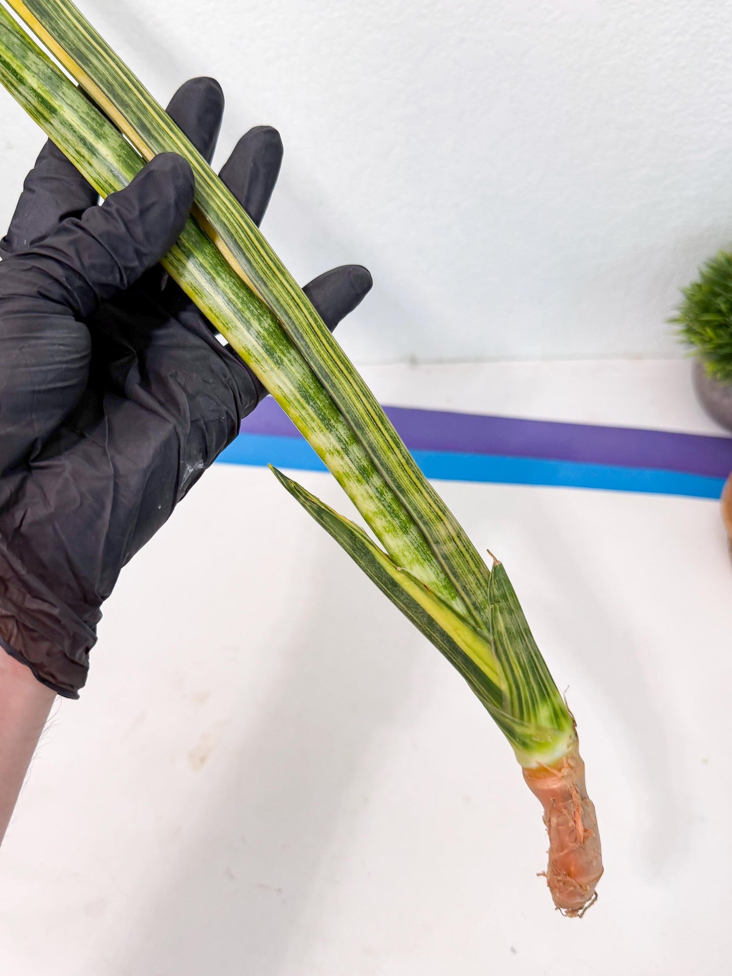 Sansevieria Parva Var (5) | Rare Hybrid Snake plant
