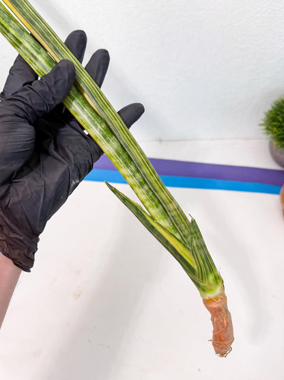 Sansevieria Parva Var (5) | Rare Hybrid Snake plant