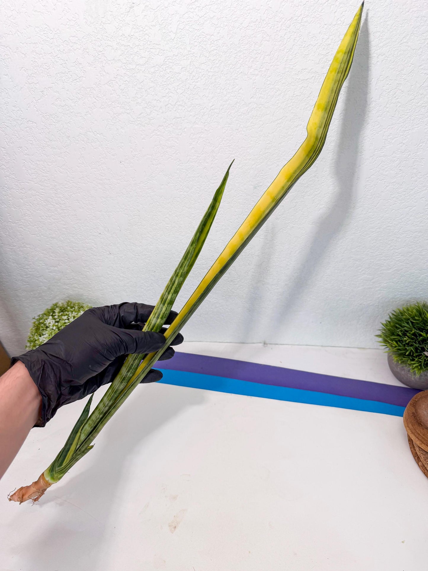 Sansevieria Parva Var (5) | Rare Hybrid Snake plant