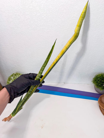 Sansevieria Parva Var (5) | Rare Hybrid Snake plant
