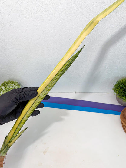 Sansevieria Parva Var (5) | Rare Hybrid Snake plant