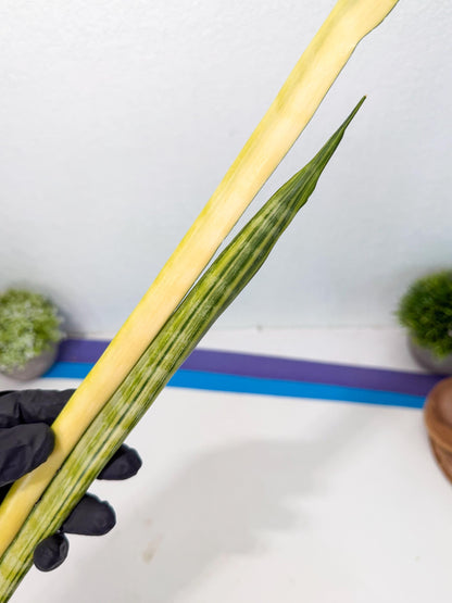Sansevieria Parva Var (5) | Rare Hybrid Snake plant