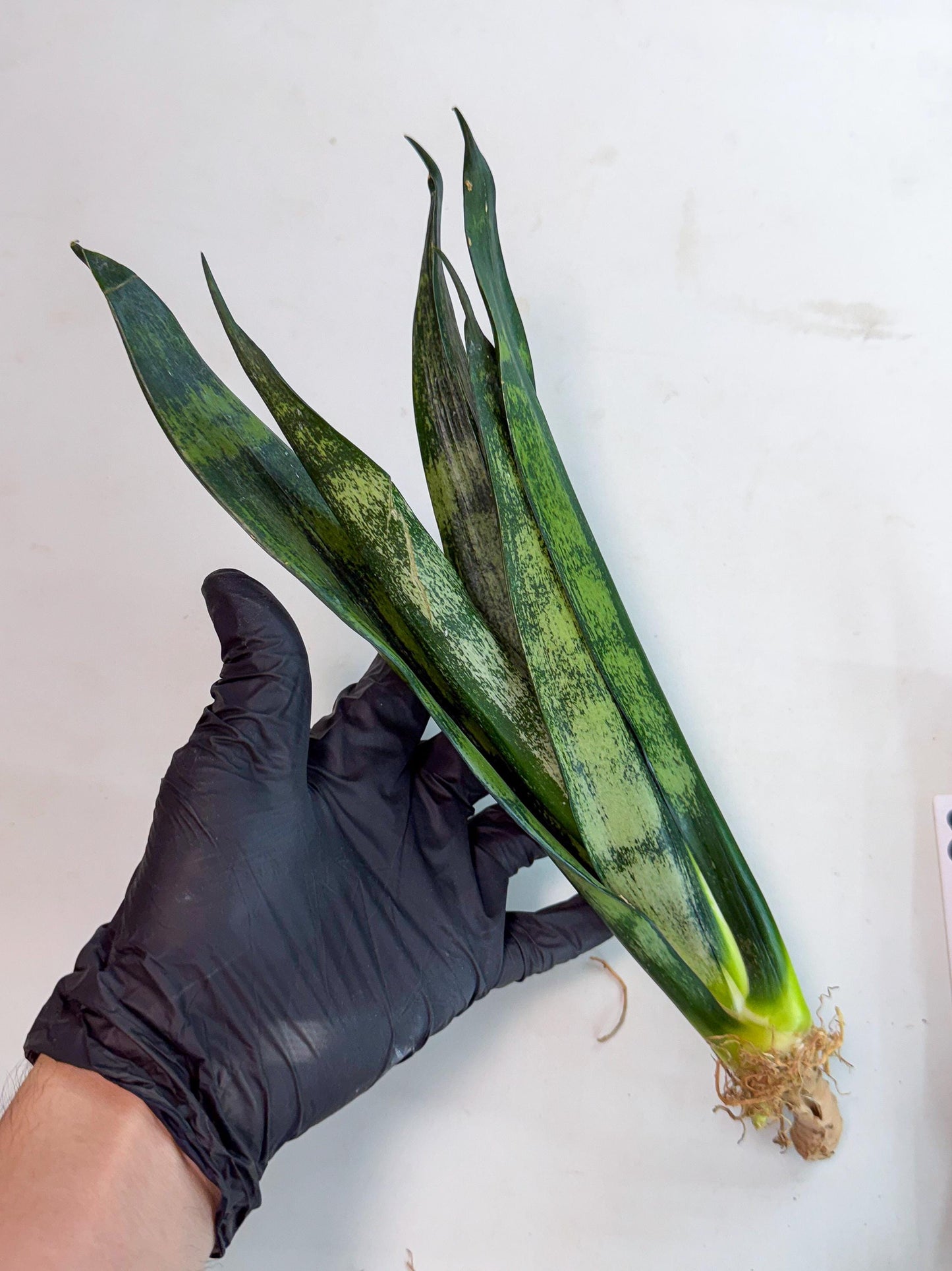 Sansevieria Frozen (8) | Rare Hybrid Snake plant