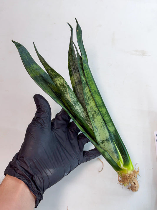 Sansevieria Frozen (8) | Rare Hybrid Snake plant