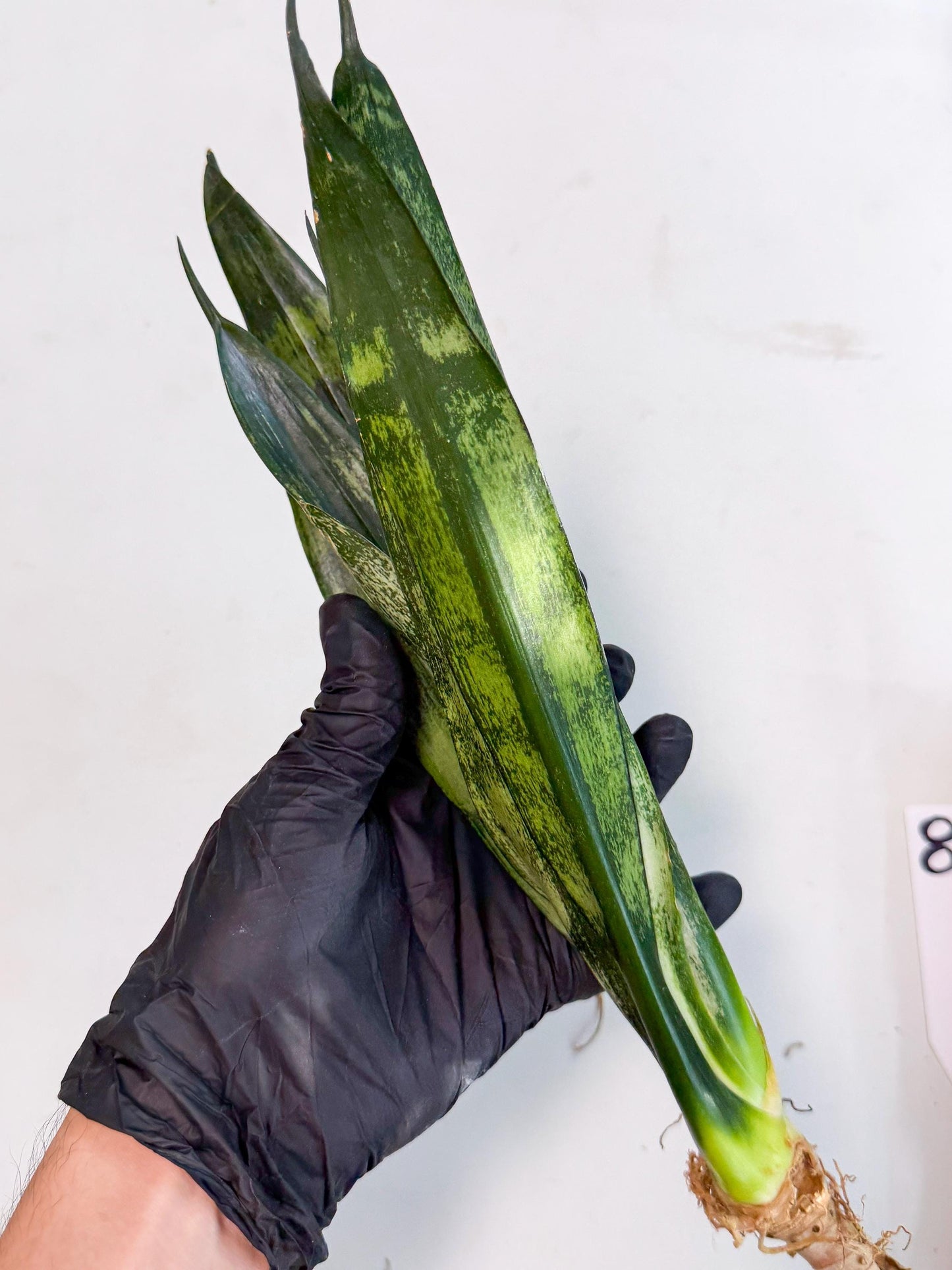 Sansevieria Frozen (8) | Rare Hybrid Snake plant