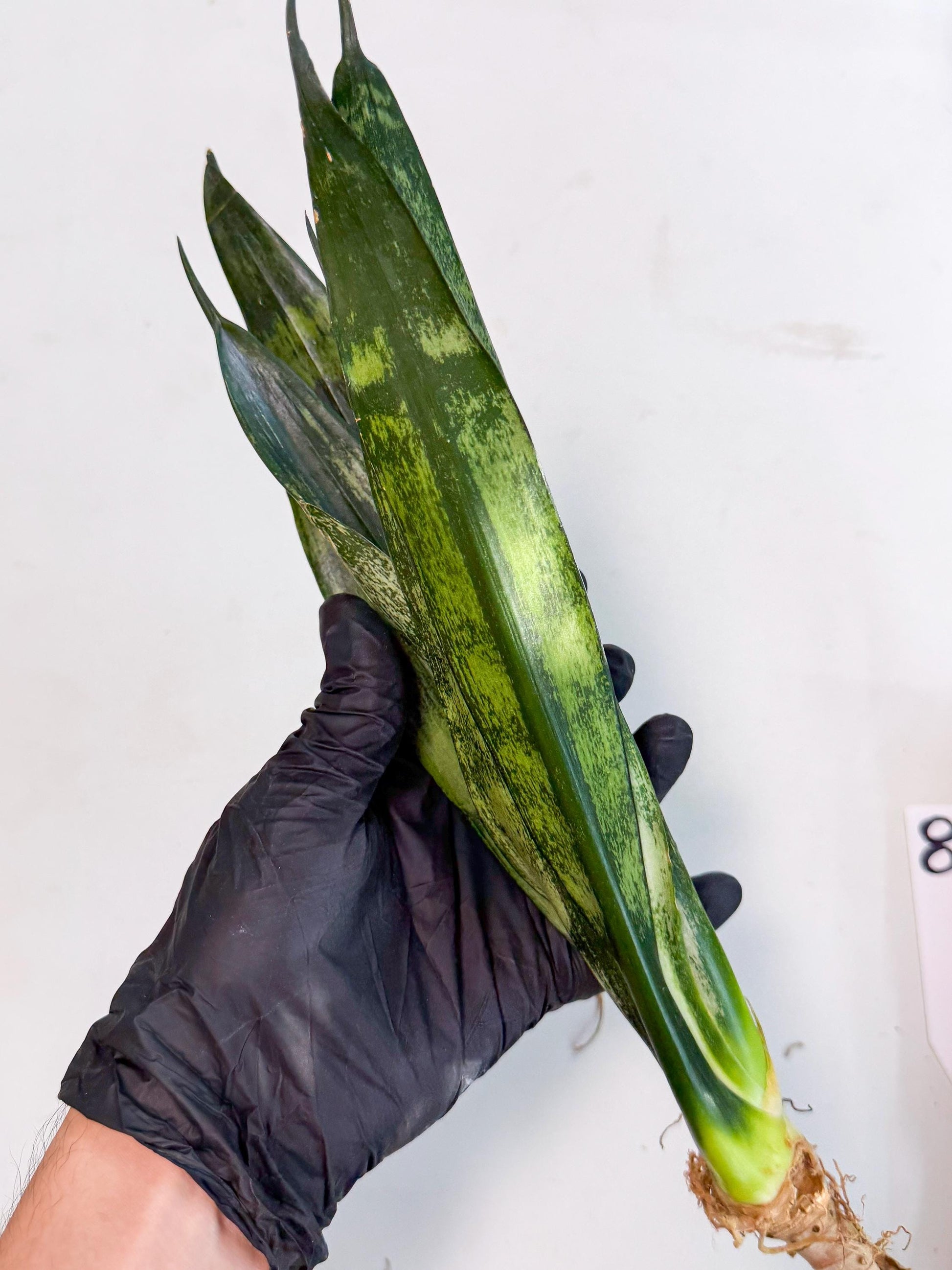 Sansevieria Frozen (8) | Rare Hybrid Snake plant