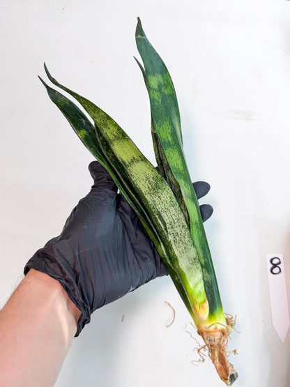 Sansevieria Frozen (8) | Rare Hybrid Snake plant