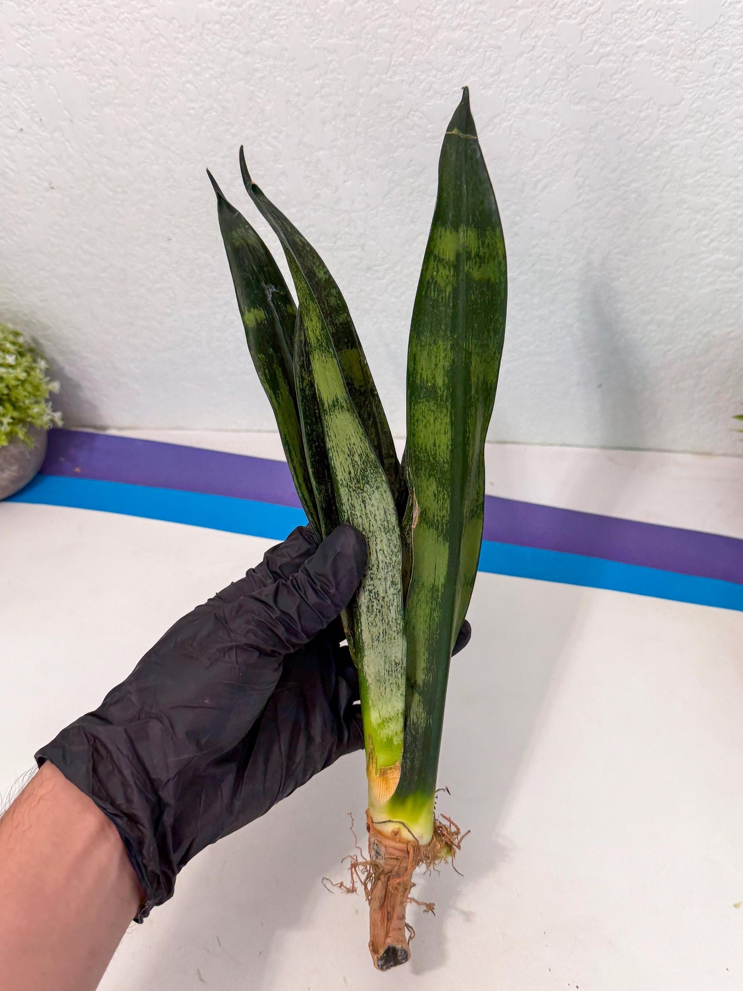 Sansevieria Frozen (8) | Rare Hybrid Snake plant