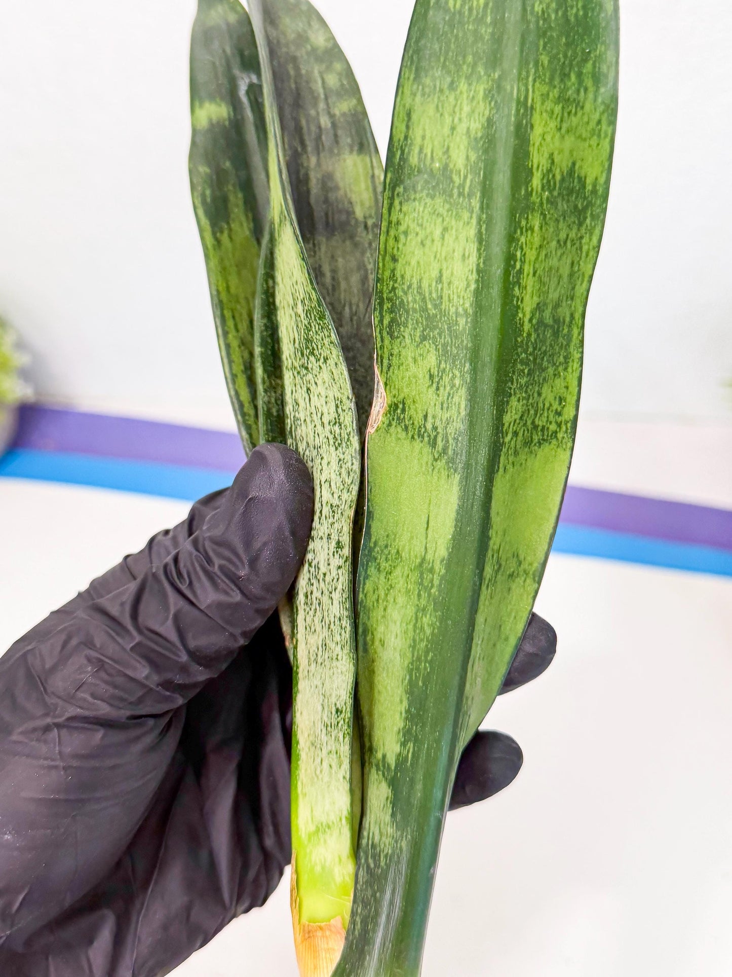 Sansevieria Frozen (8) | Rare Hybrid Snake plant