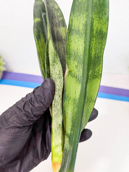 Sansevieria Frozen (8) | Rare Hybrid Snake plant