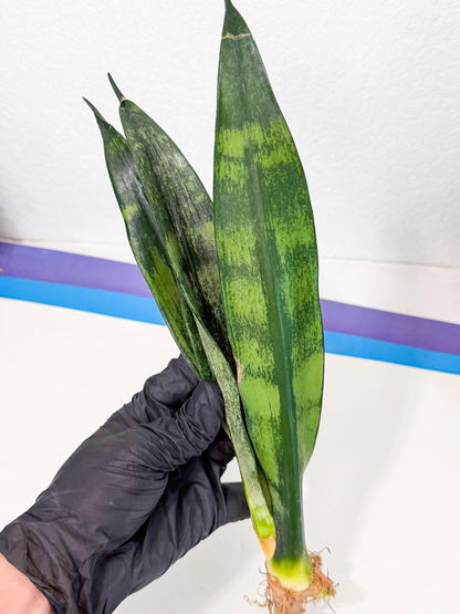 Sansevieria Frozen (8) | Rare Hybrid Snake plant