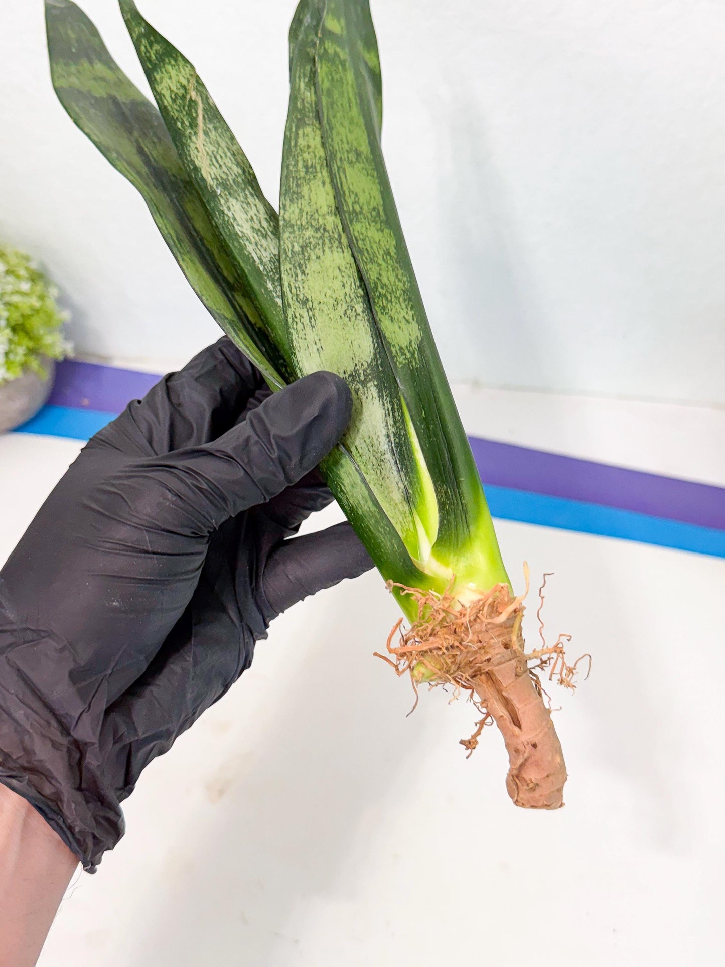 Sansevieria Frozen (8) | Rare Hybrid Snake plant
