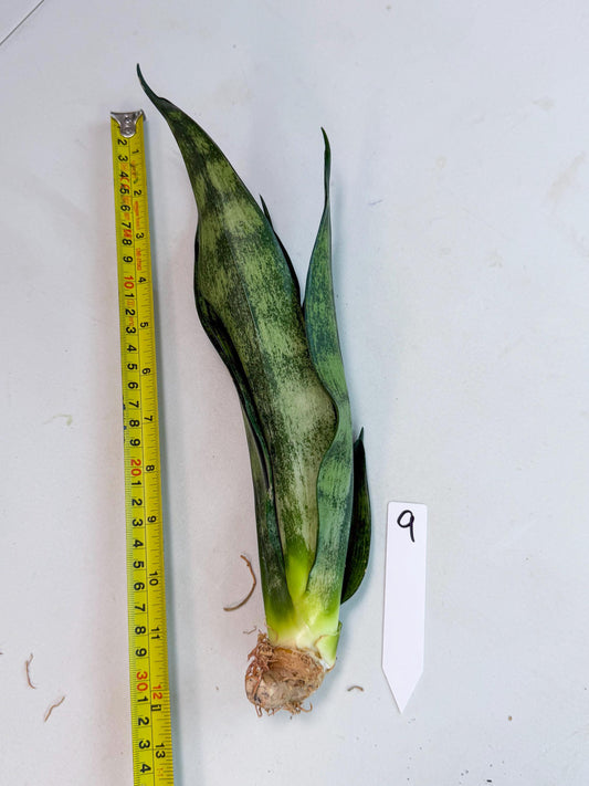 Sansevieria Frozen (9) | Rare Hybrid Snake plant