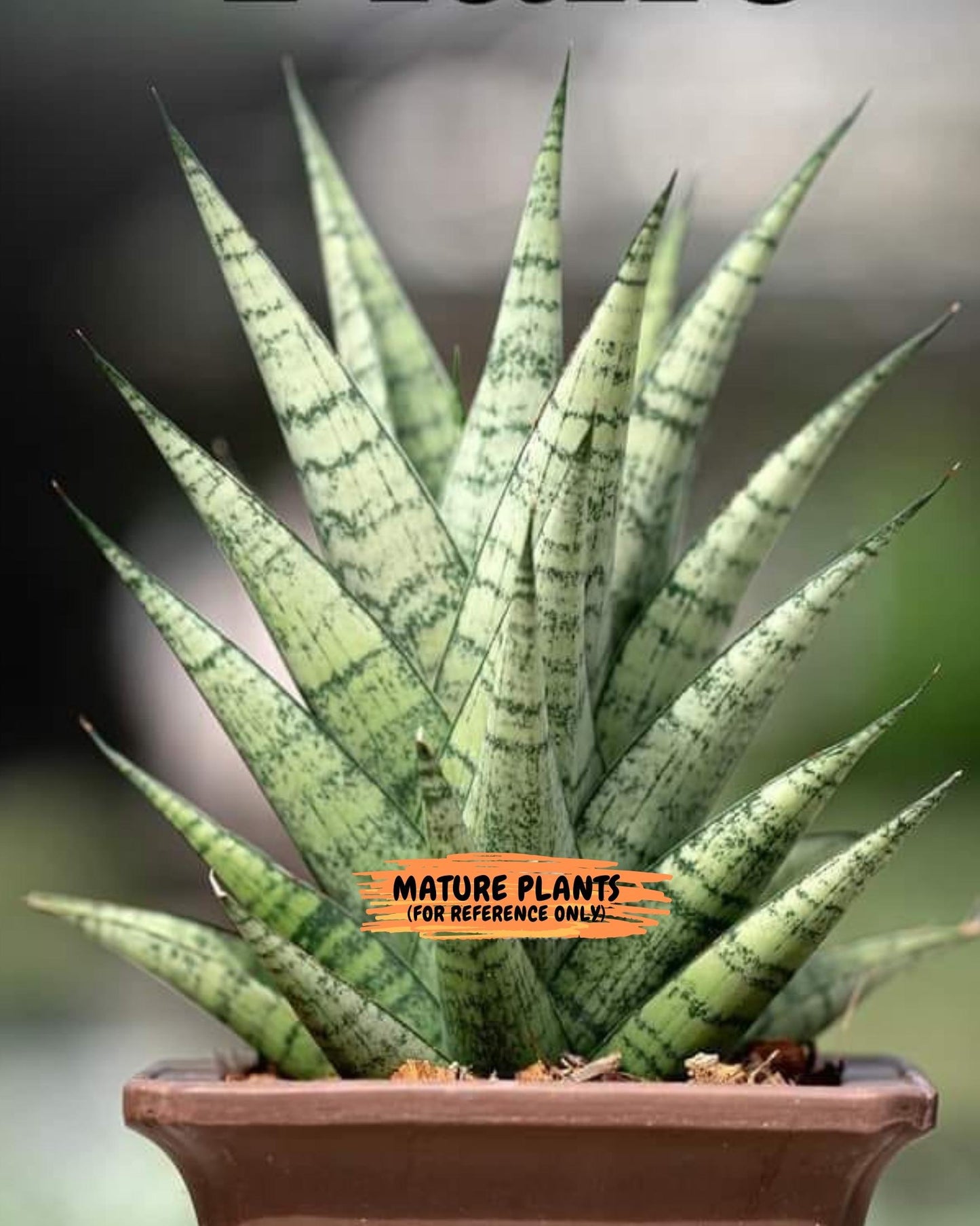Sansevieria Piano (y) | Imported Indoor Snake Plant
