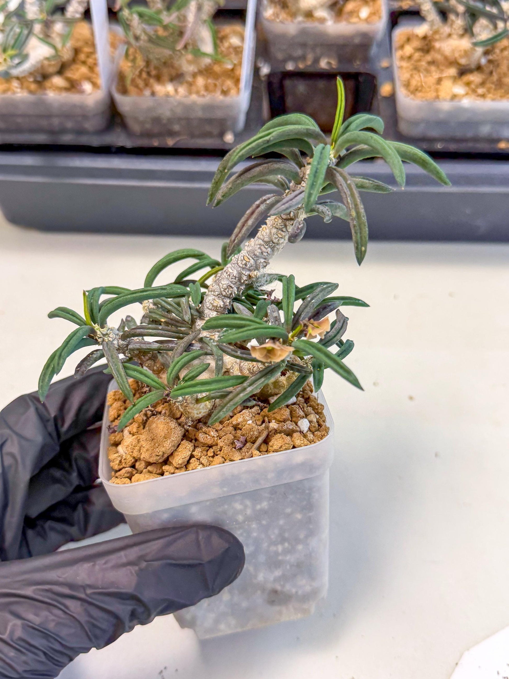 Rare Succulents (3) | Assorted Succulent | Indoor Cactus