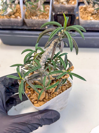Rare Succulents (3) | Assorted Succulent | Indoor Cactus