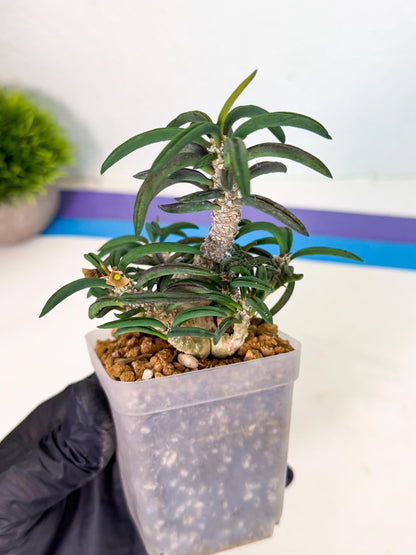 Rare Succulents (3) | Assorted Succulent | Indoor Cactus