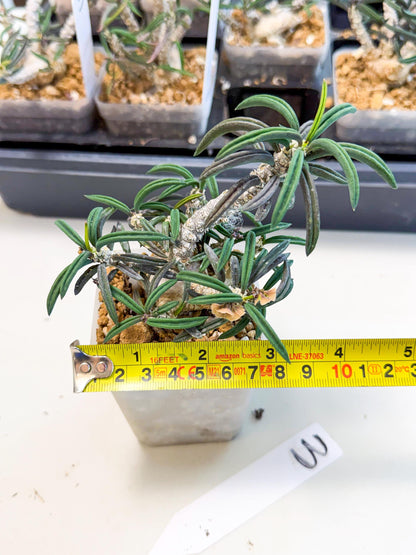Rare Succulents (3) | Assorted Succulent | Indoor Cactus