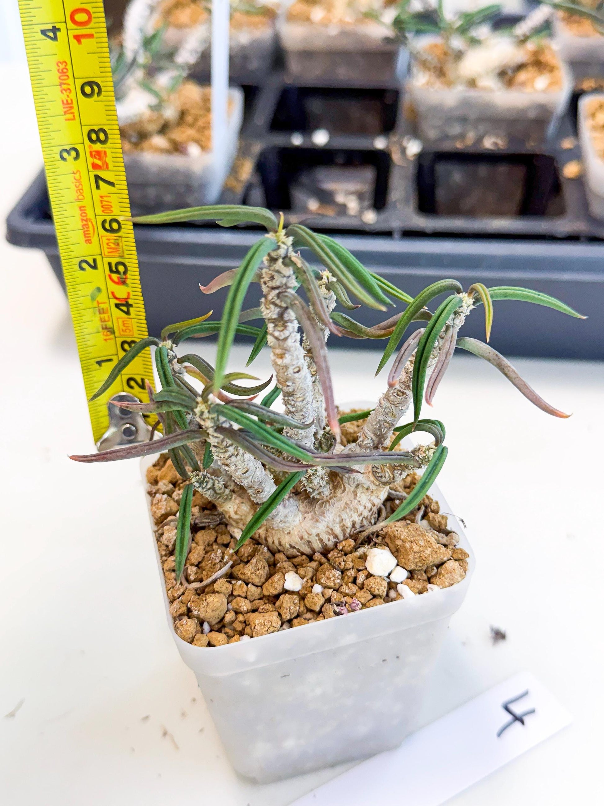 Rare Succulents (4) | Assorted Succulent | Indoor Cactus