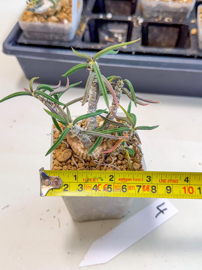 Rare Succulents (4) | Assorted Succulent | Indoor Cactus