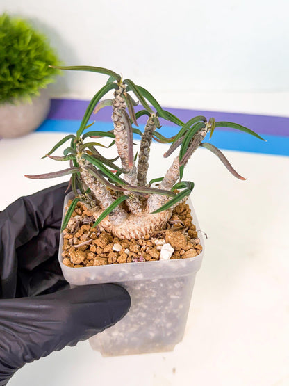 Rare Succulents (4) | Assorted Succulent | Indoor Cactus