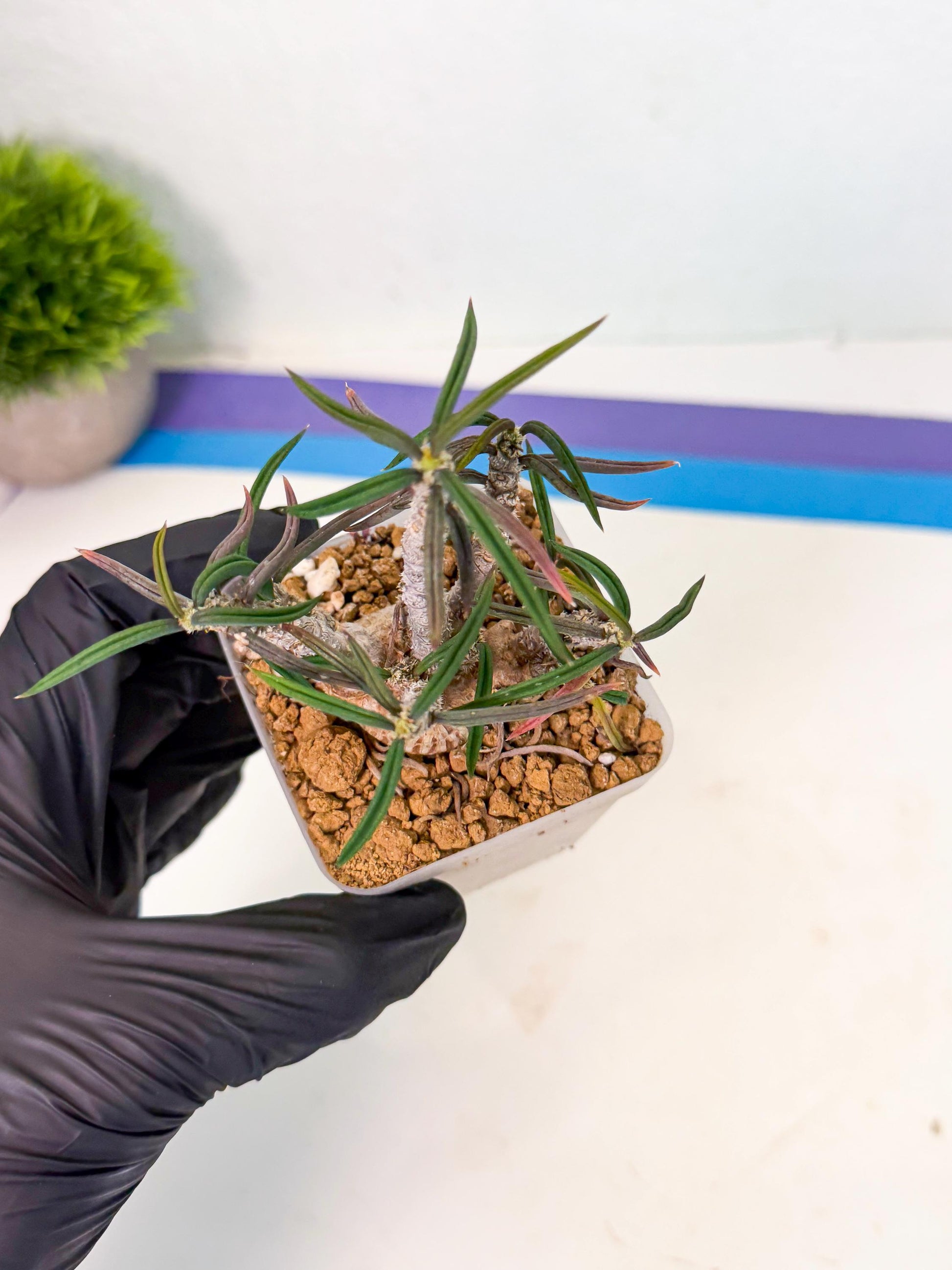 Rare Succulents (4) | Assorted Succulent | Indoor Cactus