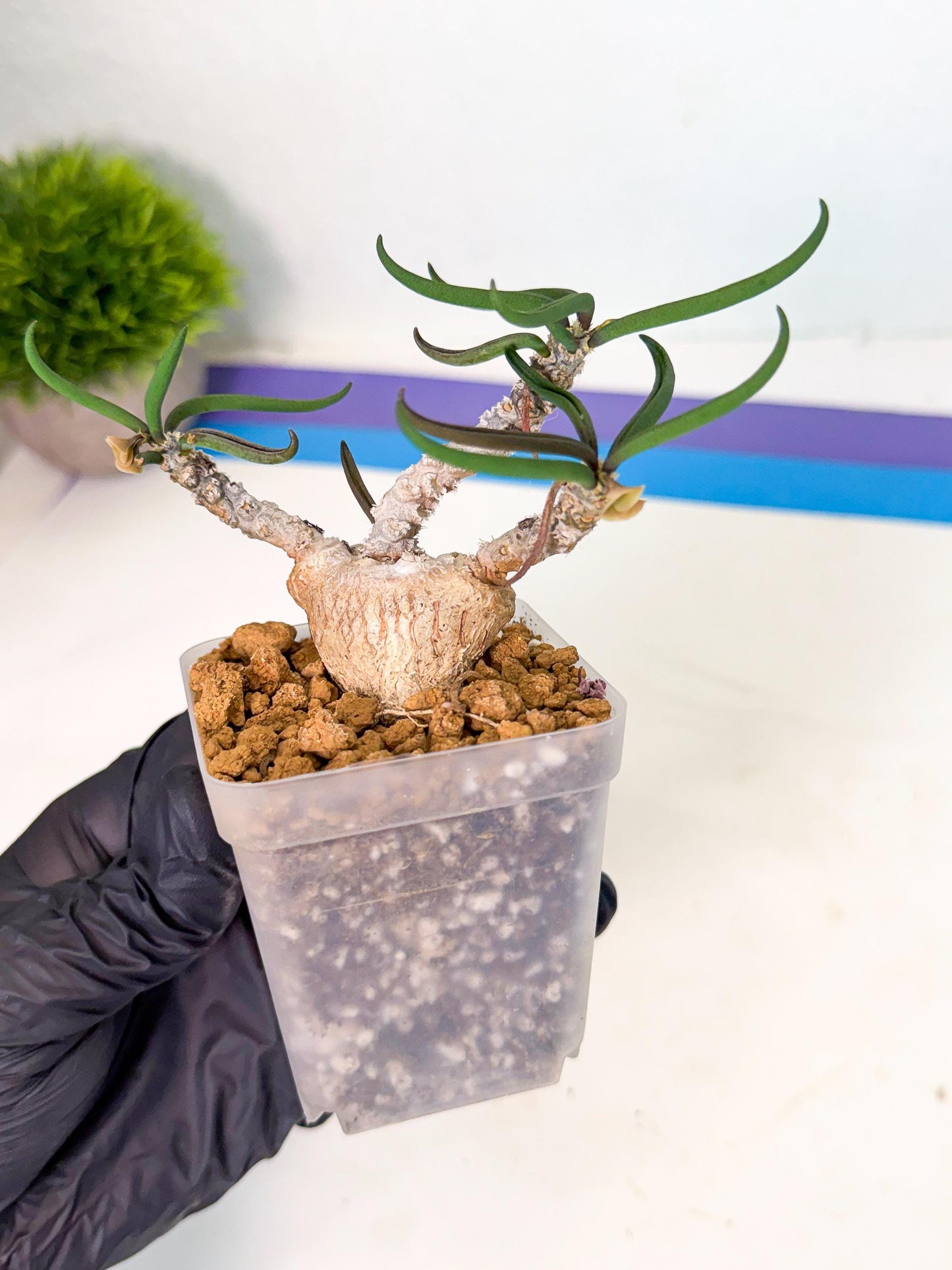 Rare Succulents (1) | Assorted Succulent | Indoor Cactus
