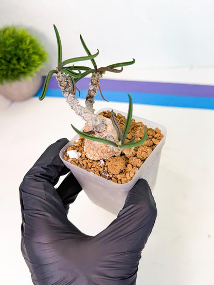 Rare Succulents (1) | Assorted Succulent | Indoor Cactus