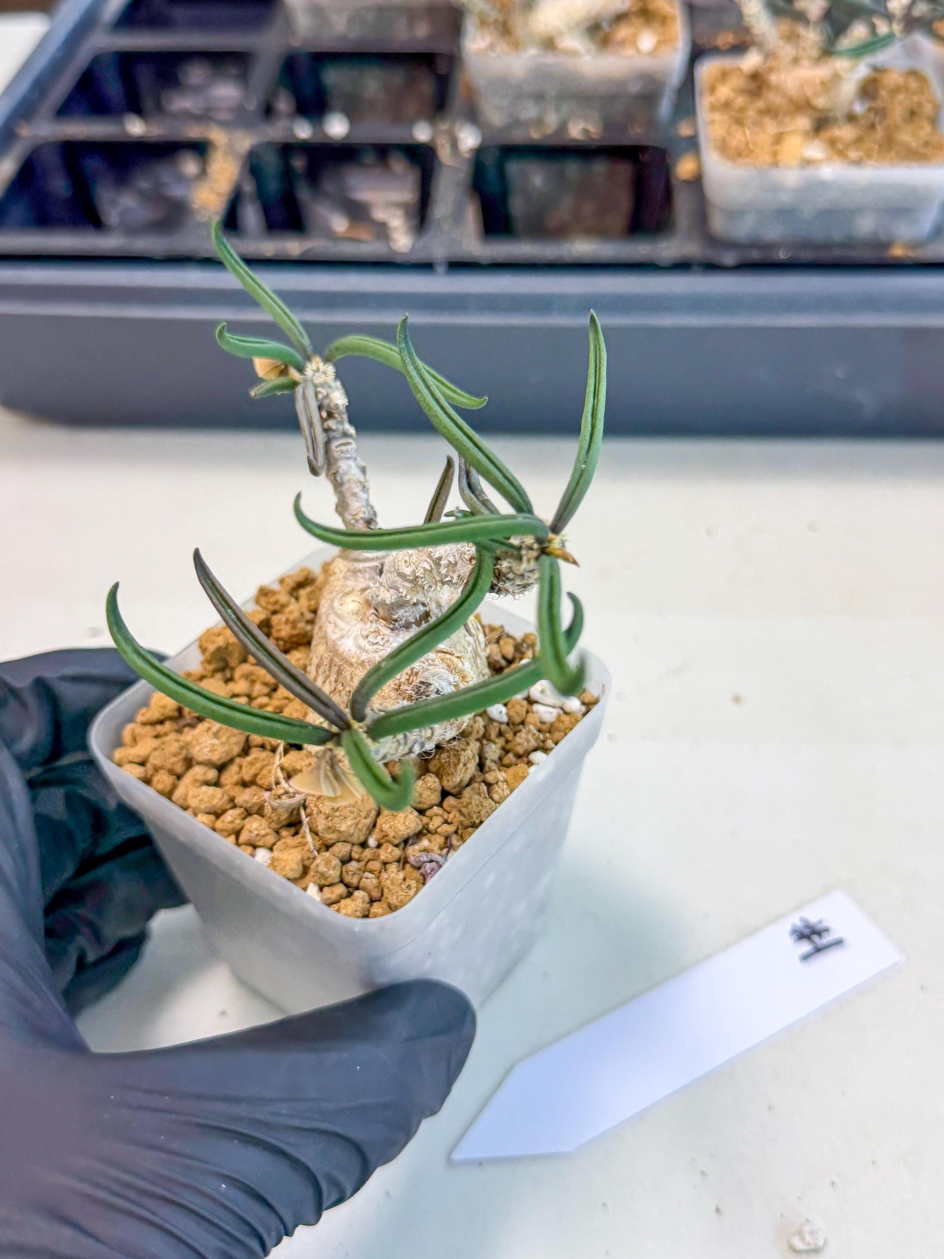 Rare Succulents (1) | Assorted Succulent | Indoor Cactus