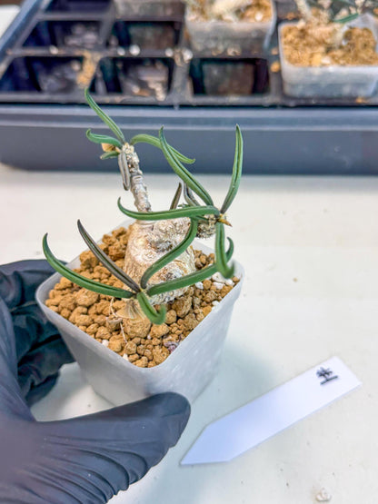 Rare Succulents (1) | Assorted Succulent | Indoor Cactus