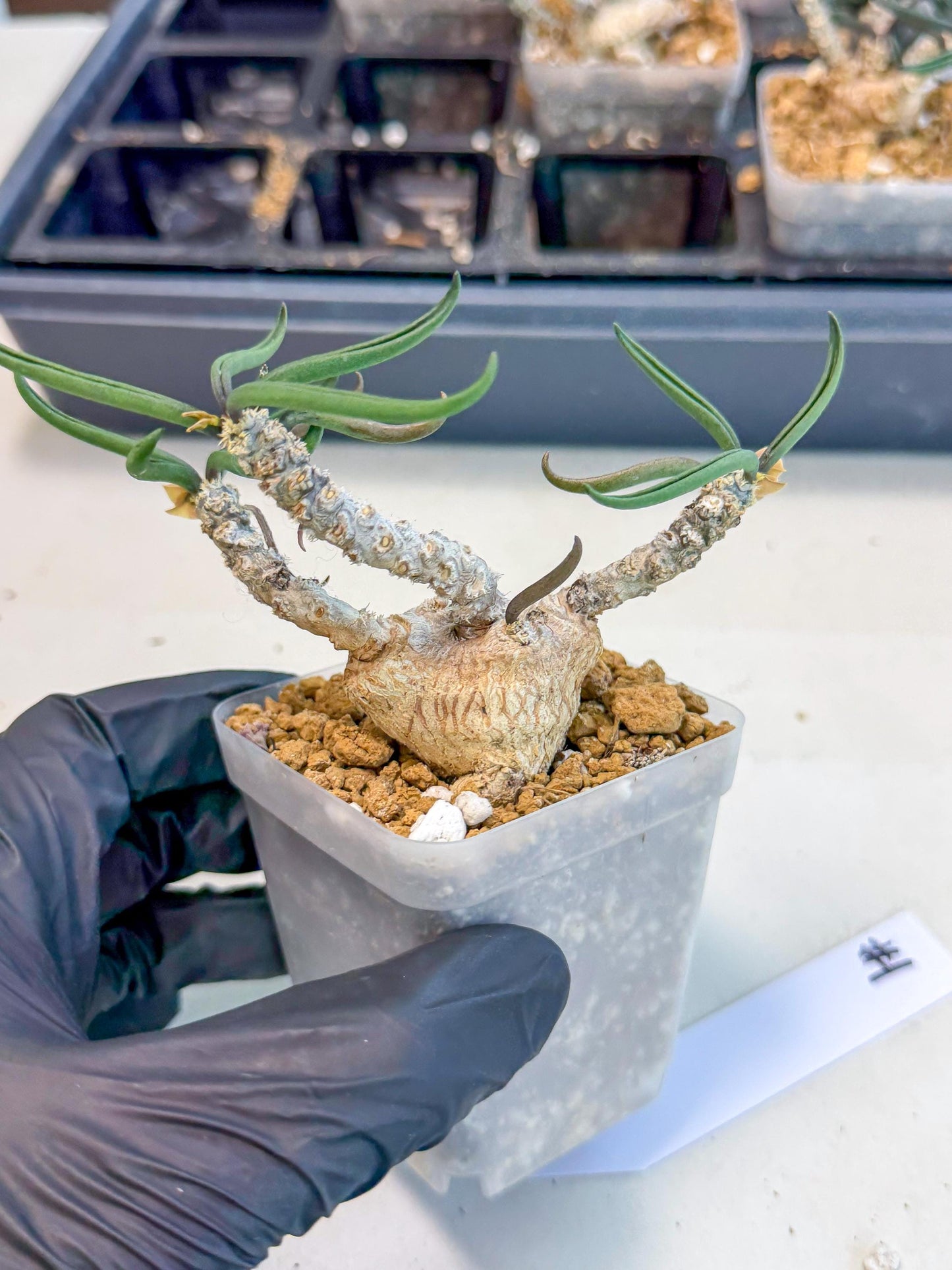 Rare Succulents (1) | Assorted Succulent | Indoor Cactus
