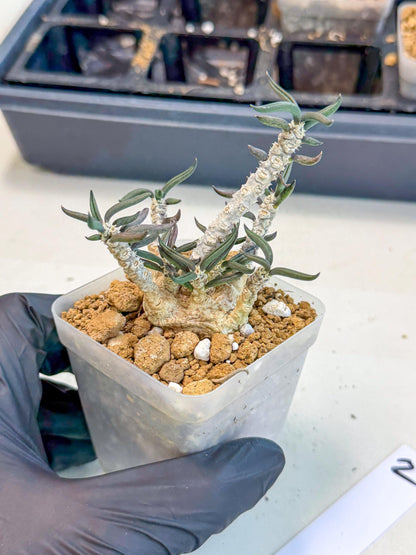 Rare Succulents (2) | Assorted Succulent | Indoor Cactus