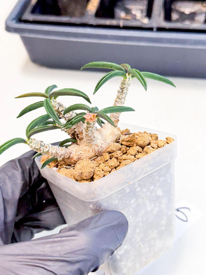 Rare Succulents (6) | Assorted Succulent | Indoor Cactus