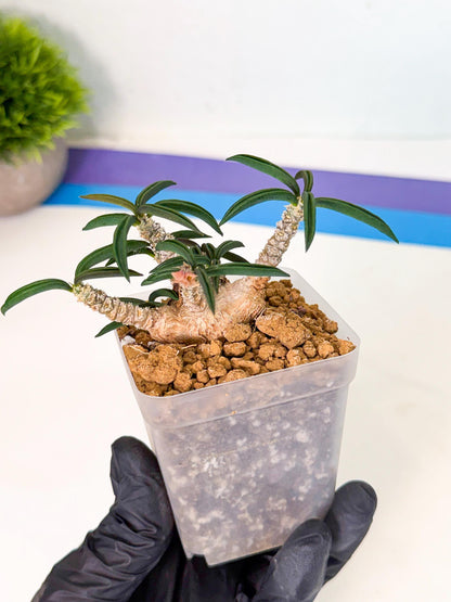 Rare Succulents (6) | Assorted Succulent | Indoor Cactus
