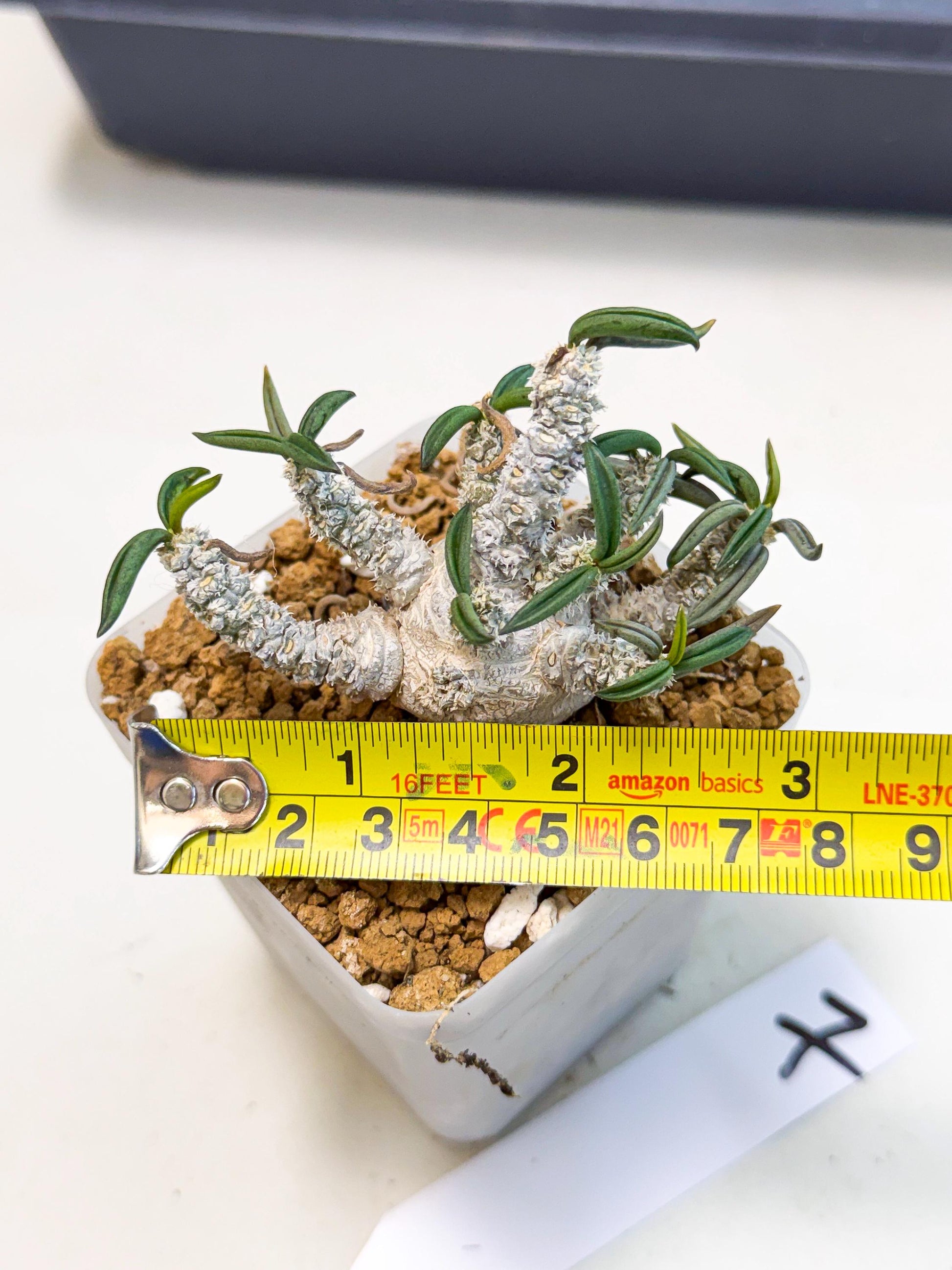 Rare Succulents (7) | Assorted Succulent | Indoor Cactus