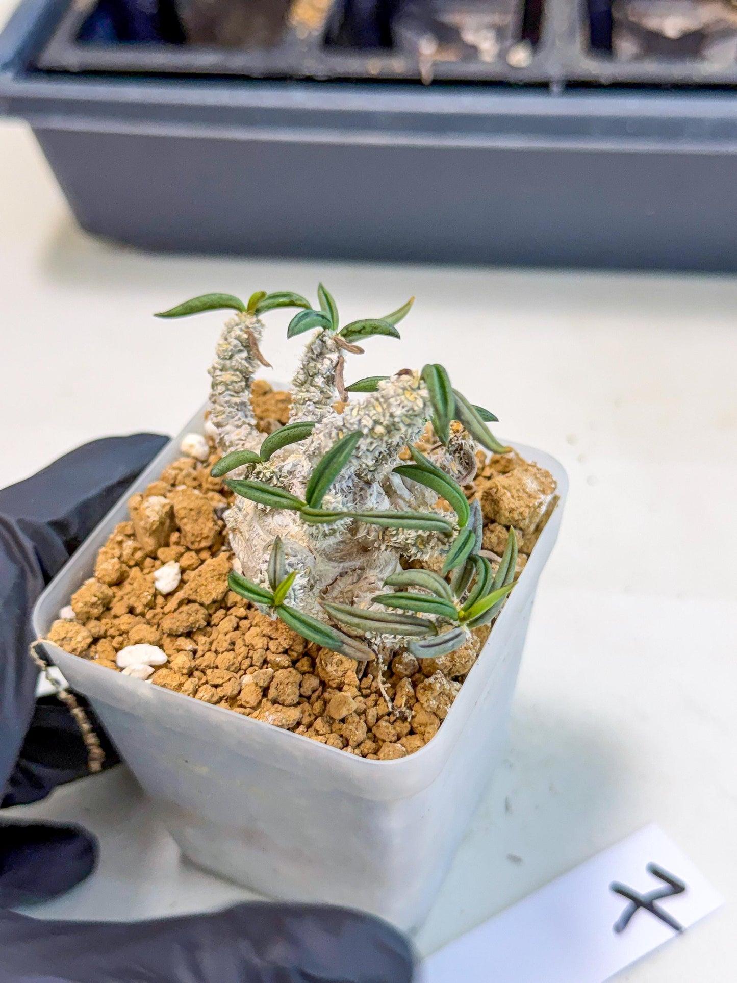 Rare Succulents (7) | Assorted Succulent | Indoor Cactus