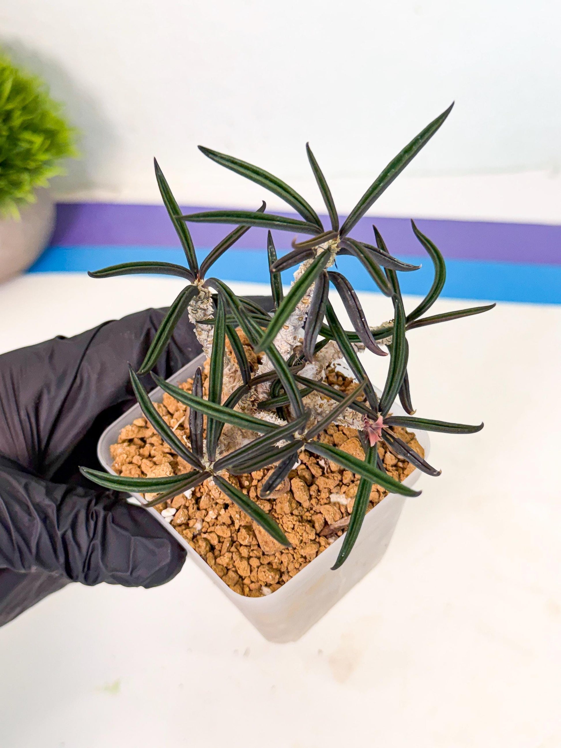 Rare Succulents (8) | Assorted Succulent | Indoor Cactus